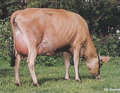 Junipyr - Autumn 1997 Cow of the Moment
